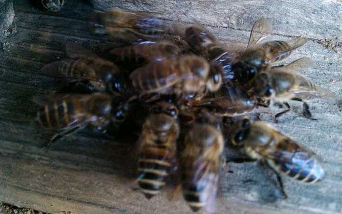 新蜂箱有味道怎么處理(新蜂箱的氣味怎么處理) 新蜂箱有味道怎么處理(新蜂箱的氣味怎么處理)
