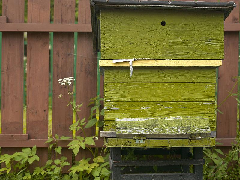 蜜蜂養(yǎng)殖規(guī)模化的理解（蜜蜂養(yǎng)殖規(guī)模化的必然趨勢(shì)）