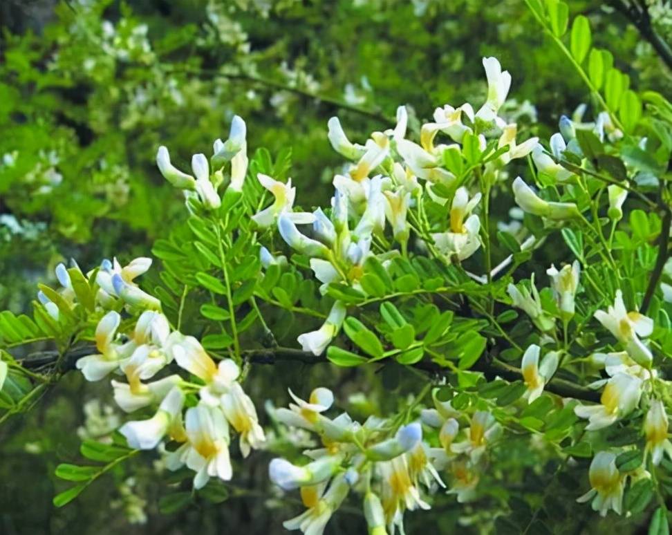 蜜源植物的種類及花期大全(十九種主要蜜源植物分布及花期) 蜜源植物的種類及花期大全(十九種主要蜜源植物分布及花期)