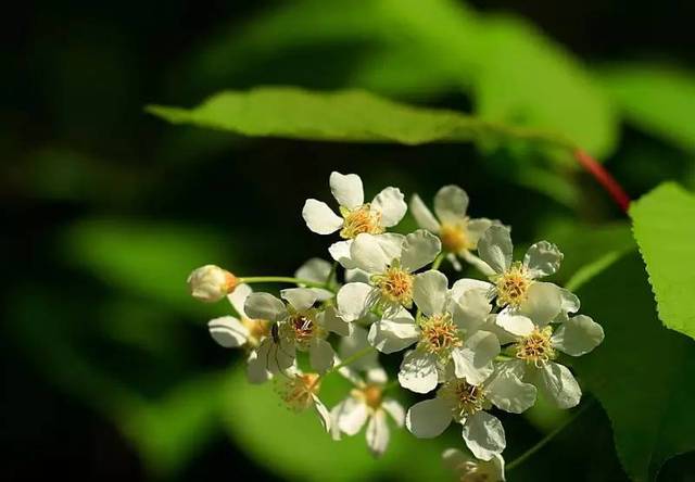蜜源植物的種類及花期大全(十九種主要蜜源植物分布及花期) 蜜源植物的種類及花期大全(十九種主要蜜源植物分布及花期)