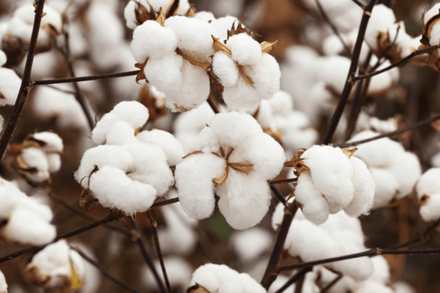 蜜源植物的種類及花期大全(十九種主要蜜源植物分布及花期) 蜜源植物的種類及花期大全(十九種主要蜜源植物分布及花期)