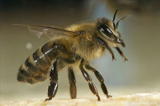 蜜蜂的過冬方式是冬眠嗎(蜜蜂怎么過冬) 蜜蜂的過冬方式是冬眠嗎(蜜蜂怎么過冬)