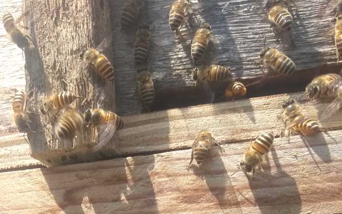 人造王臺蜜蜂起不起分蜂熱 人造王臺蜜蜂起不起分蜂熱