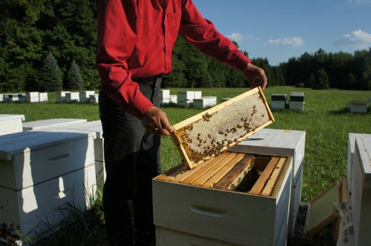【蜜蜂養殖】什么人可以養蜜蜂? 什么人可以養蜜蜂?