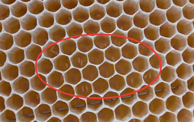 產卵過的工蜂能活多久(工蜂產卵后能活多久) 產卵過的工蜂能活多久(工蜂產卵后能活多久)