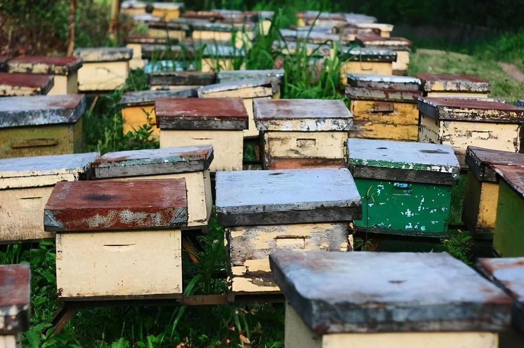 一個人最多能養多少箱蜜蜂 一個人最多能養多少箱蜜蜂