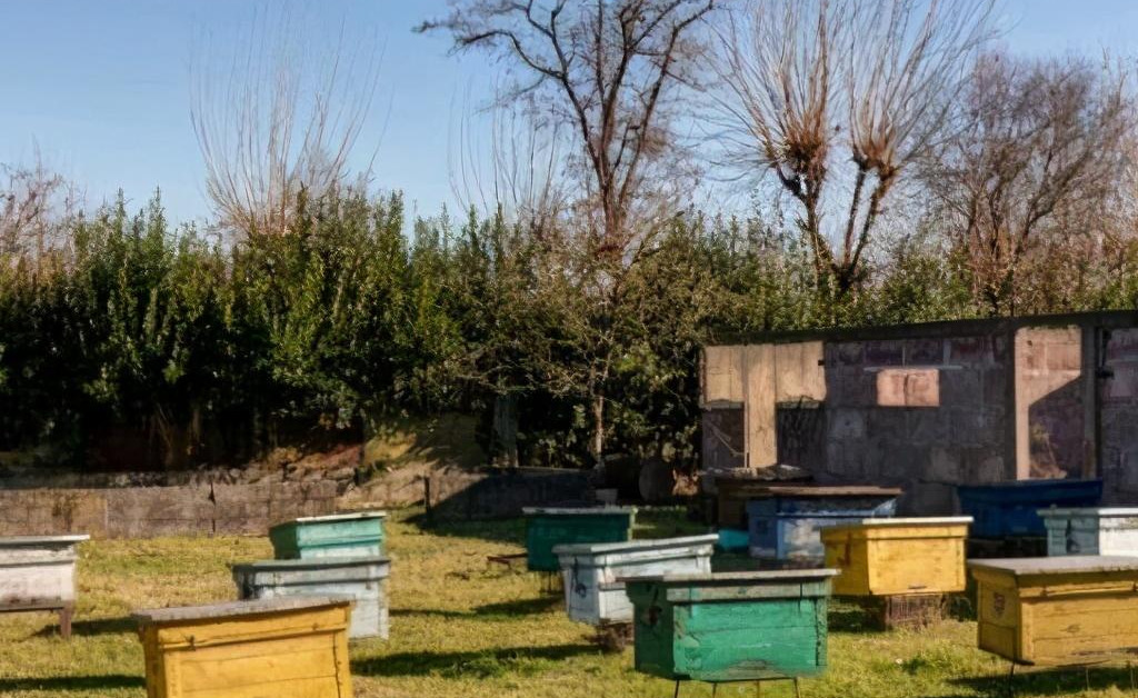 一個人最多能養多少箱蜜蜂 一個人最多能養多少箱蜜蜂