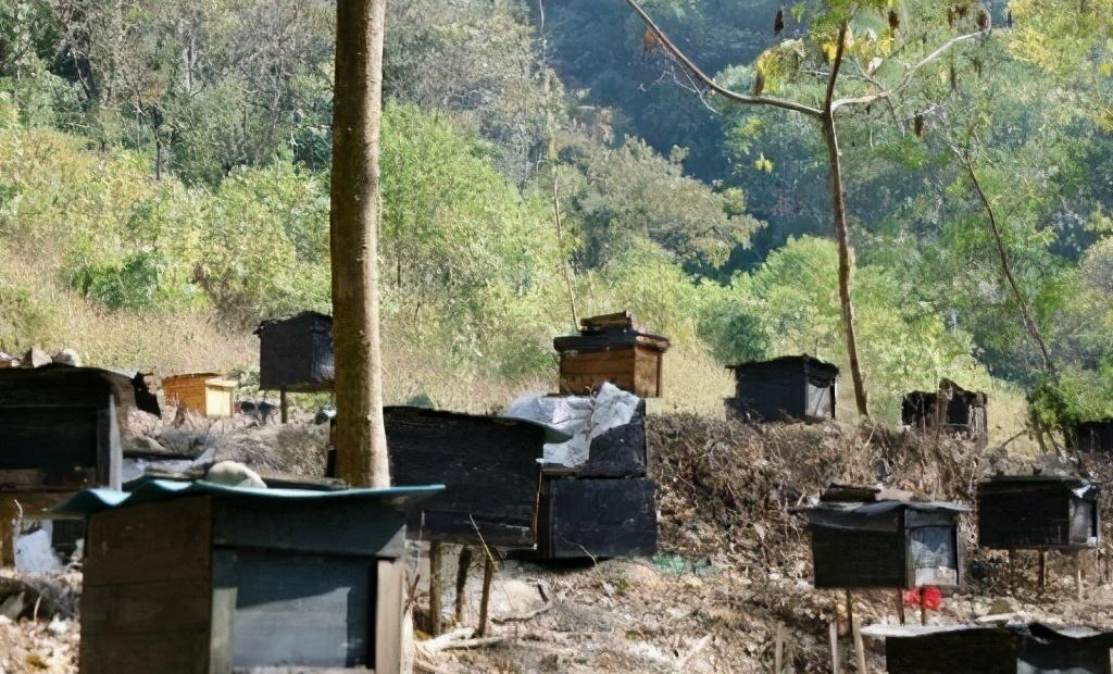 一個人最多能養多少箱蜜蜂(一個蜂場適宜養多少箱蜜蜂) 一個人最多能養多少箱蜜蜂(一個蜂場適宜養多少箱蜜蜂)