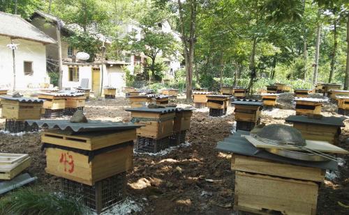 【蜜蜂養殖】2018蜜蜂養殖有前景嗎? 2018蜜蜂養殖有前景嗎?