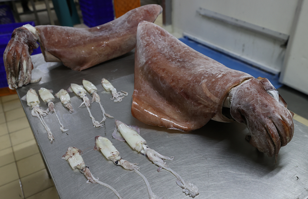 愛琴海現巨型烏賊 愛琴海出現16公斤巨型烏賊 科學家稱因海水溫度升高