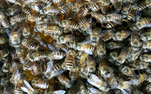 蜂蜜是蜜蜂的排泄物嗎(蜂蜜是怎么來的) 蜂蜜是蜜蜂的排泄物嗎(蜂蜜是怎么來的)