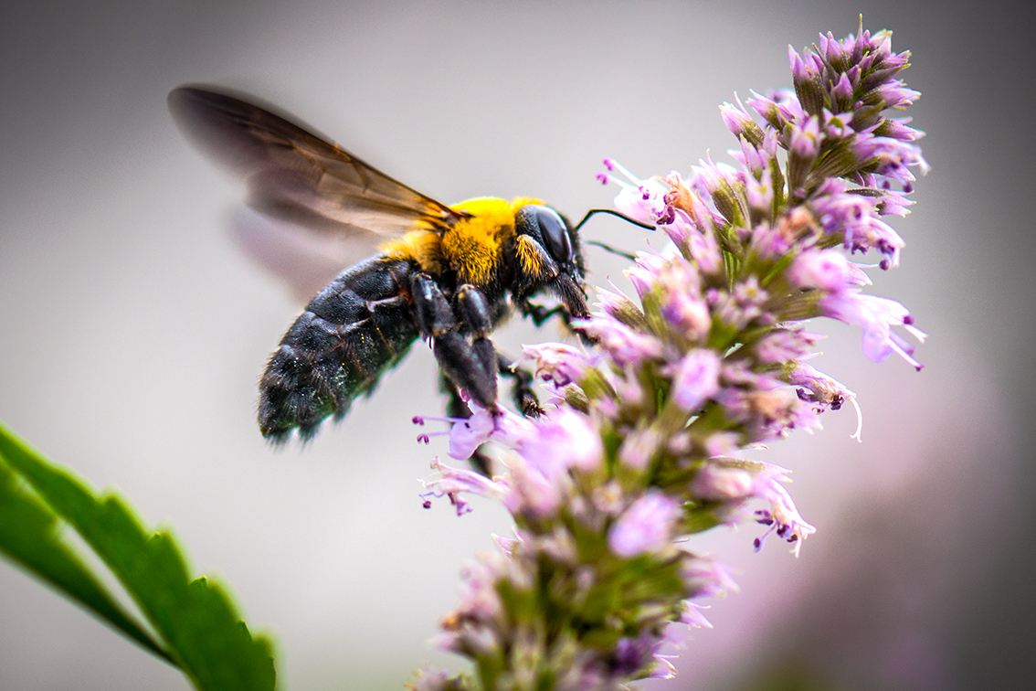【蜜蜂養殖】野蜜蜂怎么養它不會走? 野蜜蜂怎么養它不會走?