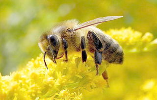 松丹一號在東北能養(yǎng)嗎(養(yǎng)殖蜜蜂需要具備哪些條件) 松丹一號在東北能養(yǎng)嗎(養(yǎng)殖蜜蜂需要具備哪些條件)