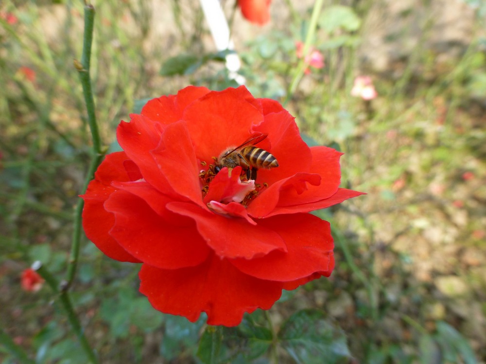 買蜜蜂大概多少錢一箱(2021年蜜蜂價格) 買蜜蜂大概多少錢一箱(2021年蜜蜂價格)