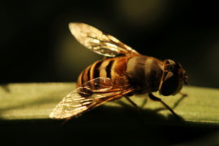 黃美意是松丹一號嗎(黃色意蜂有幾個品種) 黃美意是松丹一號嗎(黃色意蜂有幾個品種)