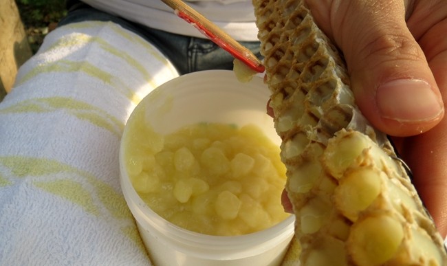 新手養蜂怎么取王漿（取蜂王漿的操作過程）