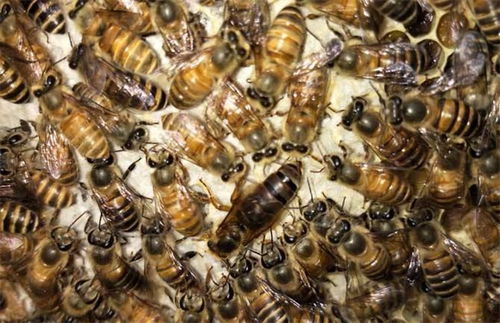 養蜜蜂好不好吉不吉利(蜜蜂在風水學上的說法是什么) 養蜜蜂好不好吉不吉利(蜜蜂在風水學上的說法是什么)