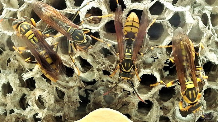 馬蜂有蜂王嗎(馬蜂王和馬蜂的區別) 馬蜂有蜂王嗎(馬蜂王和馬蜂的區別)