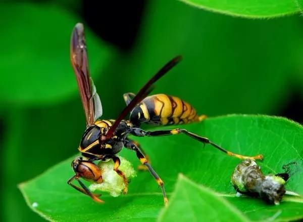 馬蜂有蜂王嗎(馬蜂王和馬蜂的區別) 馬蜂有蜂王嗎(馬蜂王和馬蜂的區別)