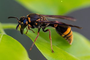 胡蜂養殖技術和方法(教你如何成功養殖胡蜂) 胡蜂養殖技術和方法(教你如何成功養殖胡蜂)
