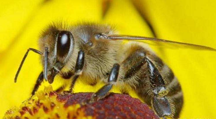 阿壩中蜂的習性（ 阿壩王的生物習性）