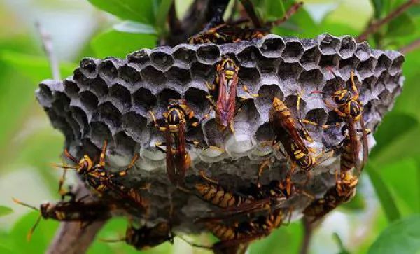 馬蜂的毒性有多大(馬蜂的毒性對身體有什么害處) 馬蜂的毒性有多大(馬蜂的毒性對身體有什么害處)