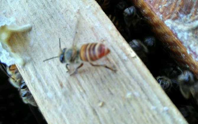 養(yǎng)蜂場利潤有多大（養(yǎng)蜂一年能掙二十萬嗎）