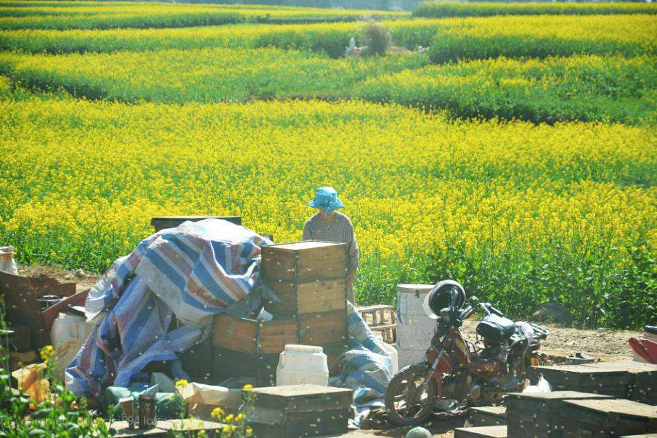 養蜂人為什么都長壽