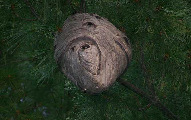 摘馬蜂窩最佳時(shí)間 摘馬蜂窩最佳時(shí)間