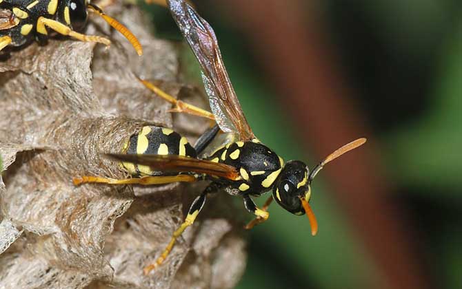 摘馬蜂窩最佳時(shí)間 摘馬蜂窩最佳時(shí)間