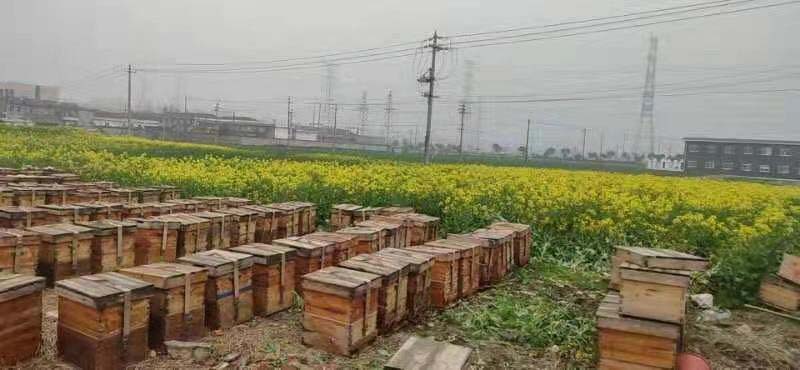 養蜂合作社怎么辦理流程（養蜂辦理注冊合作社需要的材料）