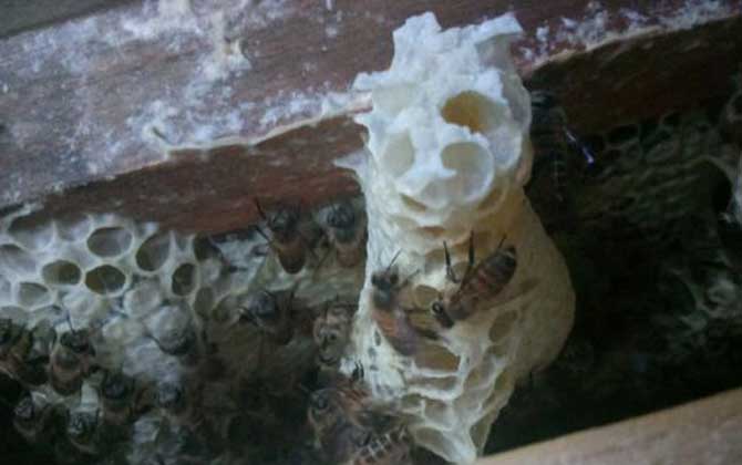 一張脾能孵化多少只蜂 一張脾能孵化多少只蜂