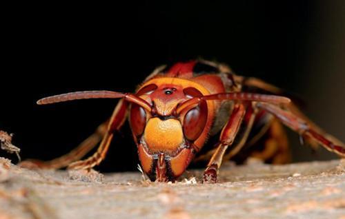 牛角蜂蟄了會不會死人(被牛角蜂蟄了的危險嚴(yán)重程度) 牛角蜂蟄了會不會死人(被牛角蜂蟄了的危險嚴(yán)重程度)
