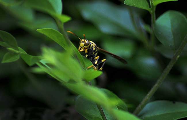牛角蜂蟄了會不會死人(被牛角蜂蟄了的危險嚴(yán)重程度) 牛角蜂蟄了會不會死人(被牛角蜂蟄了的危險嚴(yán)重程度)