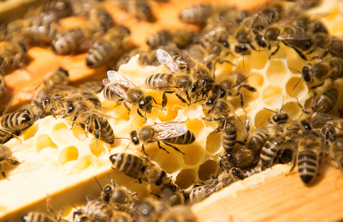 新手養蜂為什么看蜂時蜜蜂特別兇（蜜蜂很兇是什么原因）