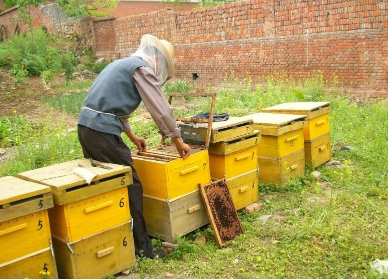 養蜜蜂如何開始需要些什么(第一次養蜜蜂怎么樣) 養蜜蜂如何開始需要些什么(第一次養蜜蜂怎么樣)