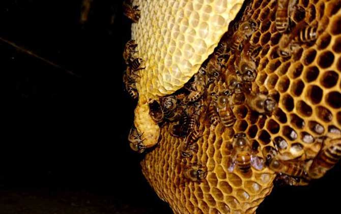 晚上用火燒馬蜂窩安全不