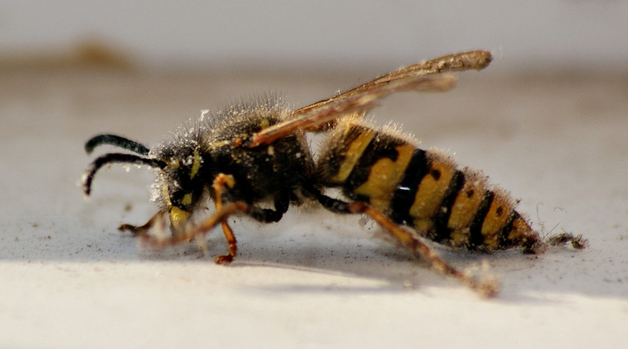 讓馬蜂蟄了最佳消腫法(最快消腫止痛止癢方法) 讓馬蜂蟄了最佳消腫法(最快消腫止痛止癢方法)