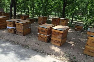 蜜蜂箱哪里有賣(扒一扒蜂箱的購買渠道及優劣鑒別方法) 蜜蜂箱哪里有賣(扒一扒蜂箱的購買渠道及優劣鑒別方法)