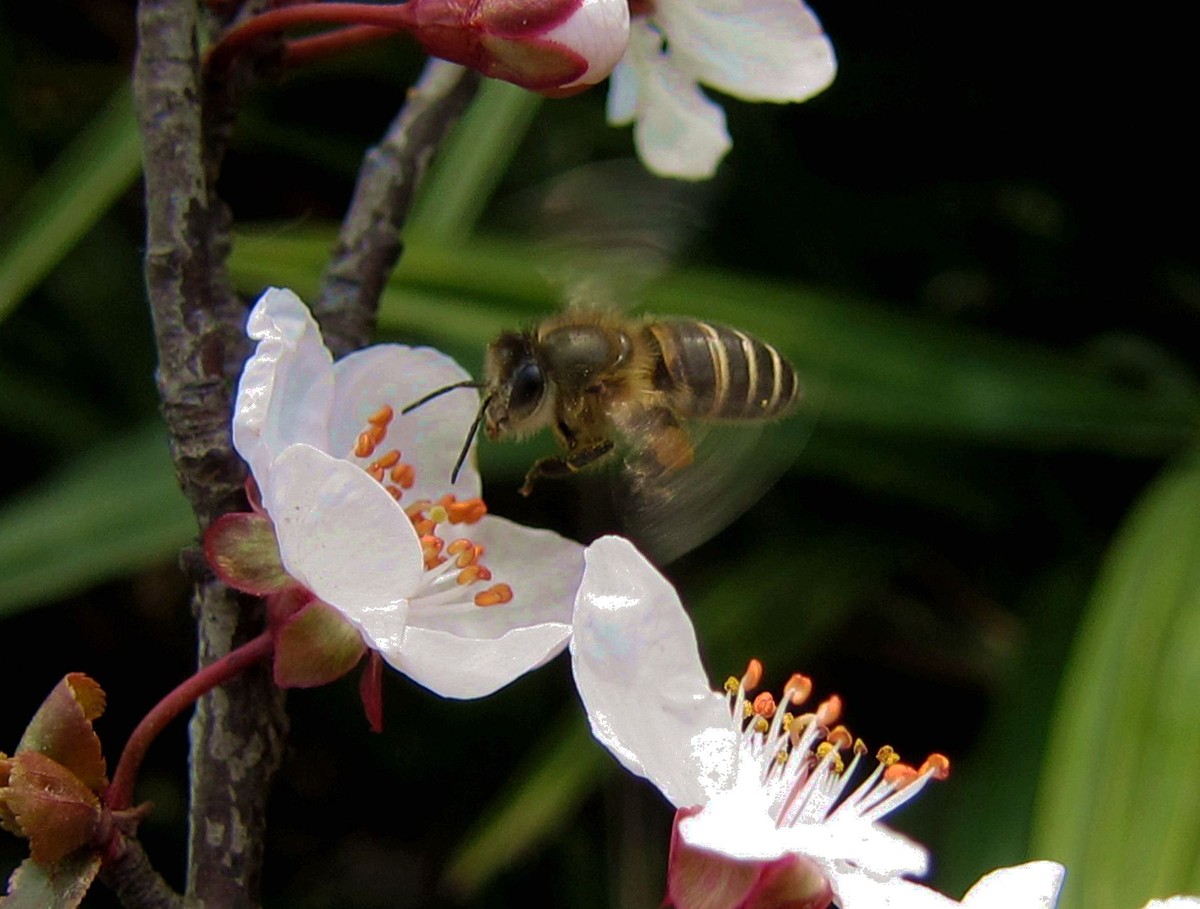 初學(xué)養(yǎng)蜂者的基本常識(shí)（養(yǎng)蜂基礎(chǔ)知識(shí)）