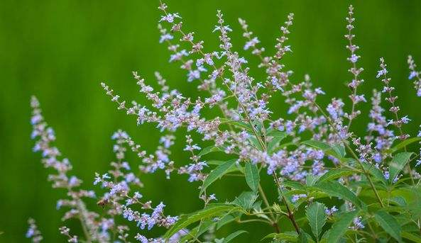 家庭養蜂需要注意哪些方面？