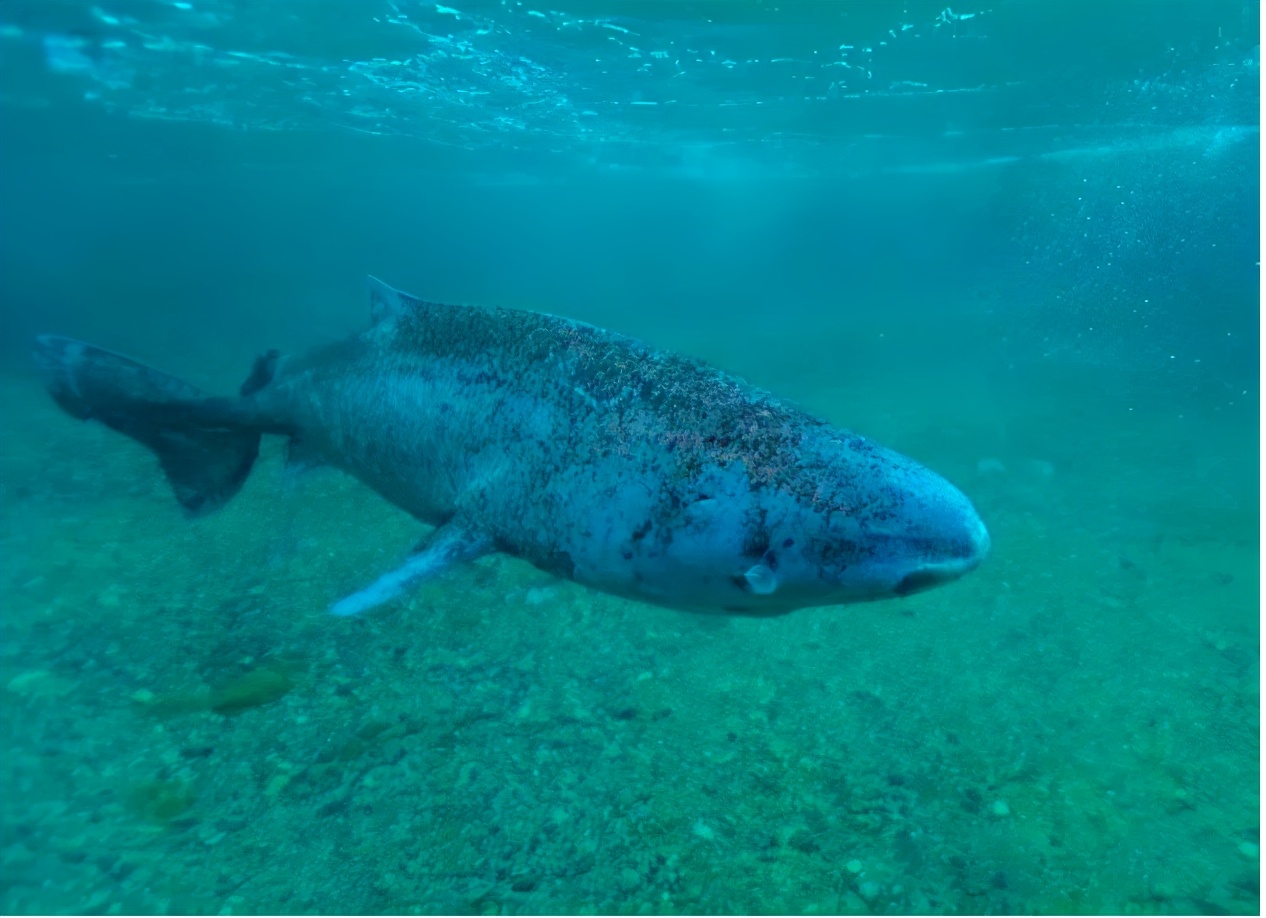 活到156歲才可交配，因?yàn)樘珣袨榱顺燥栵垼鼈儷I(xiàn)祭了自己眼睛