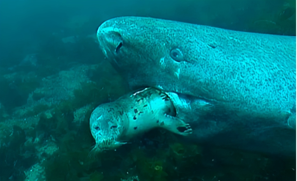 活到156歲才可交配，因?yàn)樘珣袨榱顺燥栵?，它們獻(xiàn)祭了自己眼睛