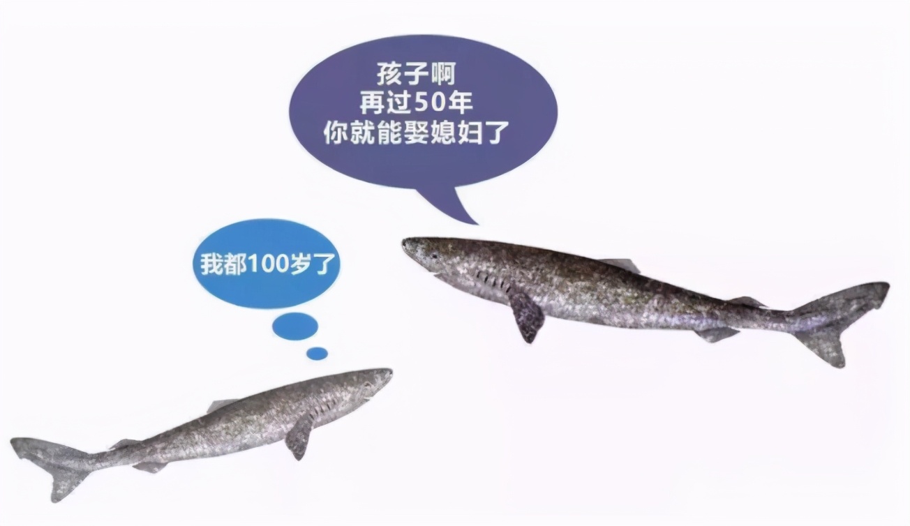 活到156歲才可交配，因?yàn)樘珣袨榱顺燥栵?，它們獻(xiàn)祭了自己眼睛