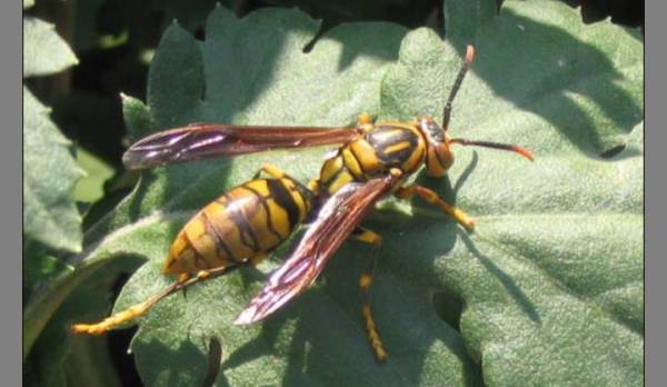 養殖胡蜂技術的步驟(胡蜂的養殖技術大全) 養殖胡蜂技術的步驟(胡蜂的養殖技術大全)