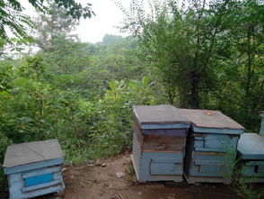 中蜂場(chǎng)養(yǎng)哪兩種蜂好（中蜂養(yǎng)殖，哪種蜂王好）