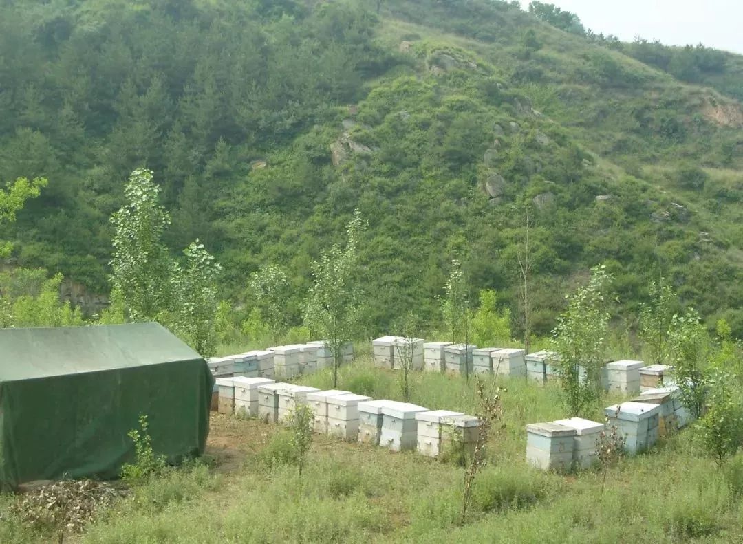 中蜂場(chǎng)養(yǎng)哪兩種蜂好（中蜂養(yǎng)殖，哪種蜂王好）