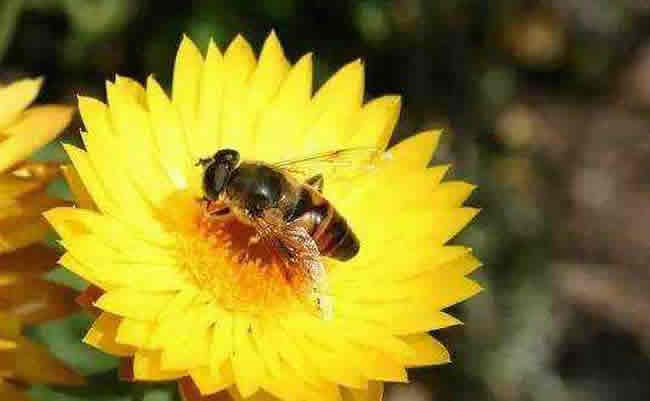 養20箱蜜蜂能掙多少錢？