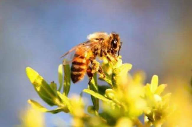 養20箱蜜蜂能掙多少錢？