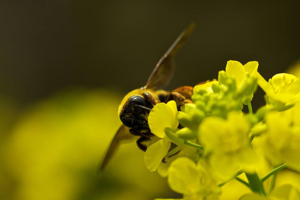 夏季養(yǎng)蜂有哪些需要注意的地方？